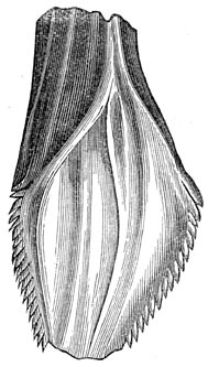 Fig. 221. Tand van eene iguanodon.
