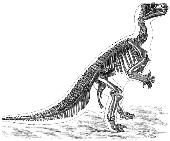 Fig. 224. Geraamte van den voornaamsten Iguanodon te Bernissart.