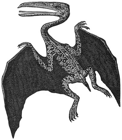 Fig. 227. De Pterodactylus.