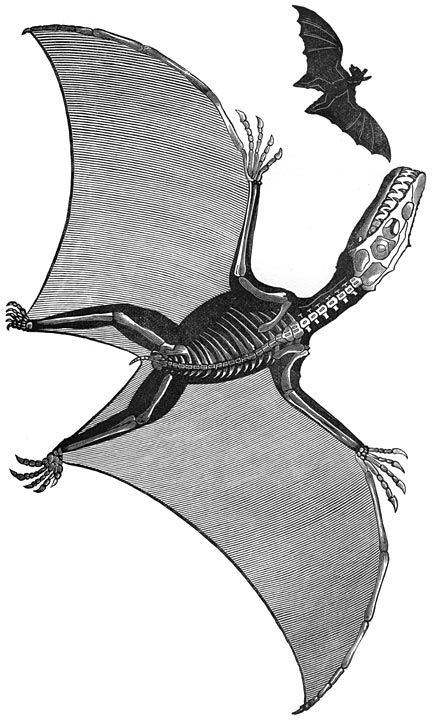 Pterodactylus en vleermuis.