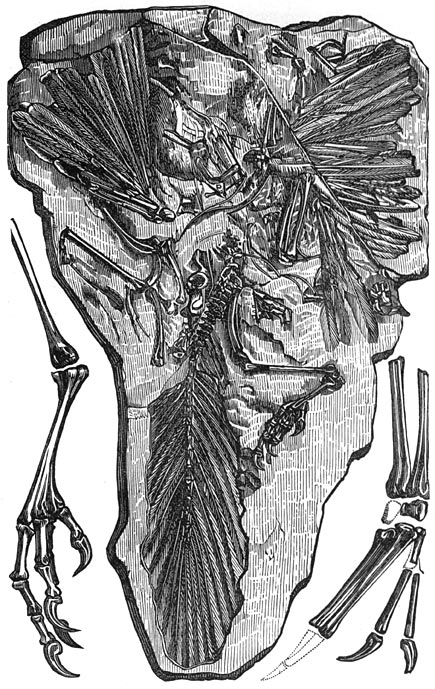 Fig. 231. Fossiele overblijfselen van den archeopteryx te Solenhofen in de Juraformatie gevonden.
