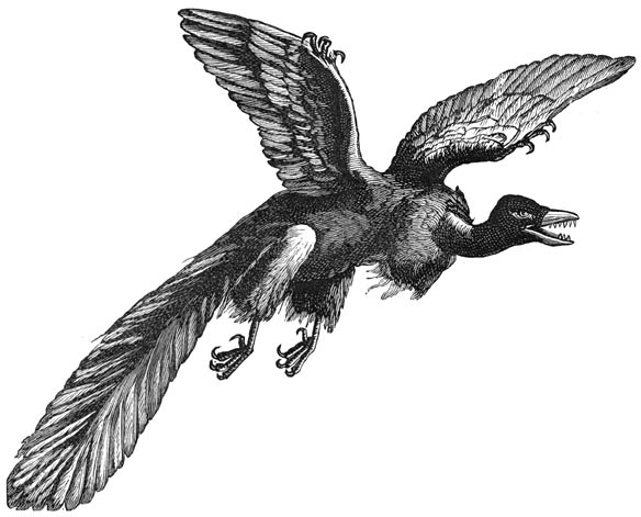 Fig. 232. De archeopteryx (de oudste fossiele vogel).