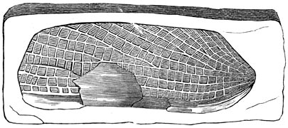 Fig. 233. Vleugel van eenen kever, in de oölitische formatie bewaard gebleven.
