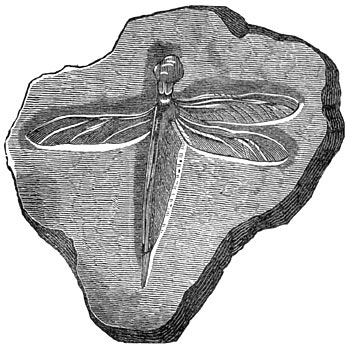Fig. 234. Fossiele waterjuffer der Juraperiode.