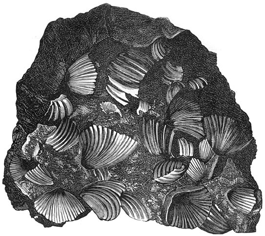 Fig. 238. Stuk van eenen steenklomp, die uitsluitend bestaat uit rhynchonellae.