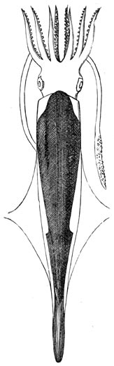 Fig. 240. Beleraniet uit de Juraperiode.