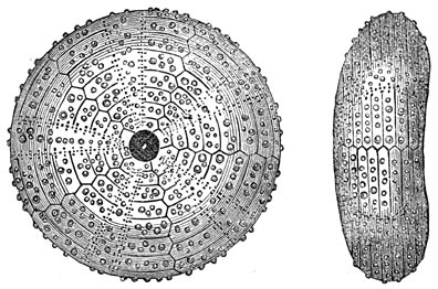 Fig. 242. Zeeëgels der Juraperiode.