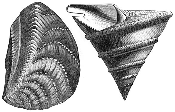 Fig. 243. Koplooze en buikpootige weekdieren der Juraperiode.