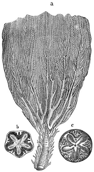 Fig. 244. Zeeleliën der Juraperiode.