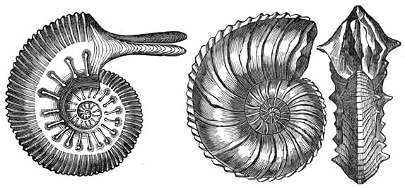 Fig. 245. Koppootige weekdieren der Juraperiode.