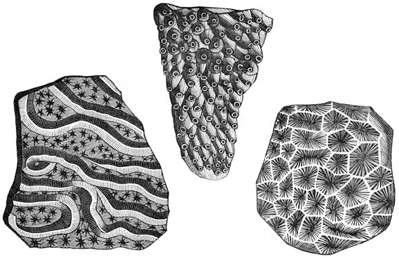 Fig. 246. Fossiele koralen der Juraperiode. (Frankrijk)