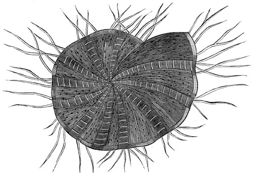 Fig. 253. Sterk vergroote miliola der grofkalk (Polystomella strigillata).