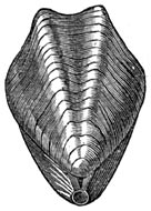 Fig. 256. Fossiel der krijtperiode.