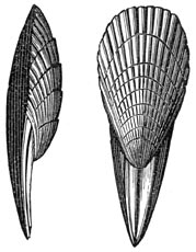 Fig. 257. Fossiel der krijtperiode.