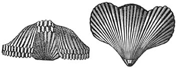 Fig. 258. Fossiel der krijtperiode.