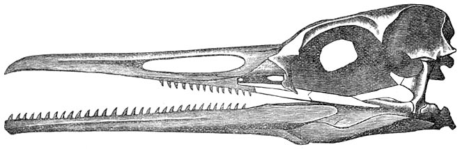 Fig. 269. Kop van eenen tandvogel (krijtperiode).