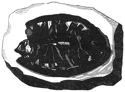Fig. 272. Fossiele schildpad der krijtperiode.