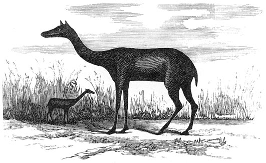 Fig. 281.—Xiphodon gracile. (Eocene formatie van Parijs.)