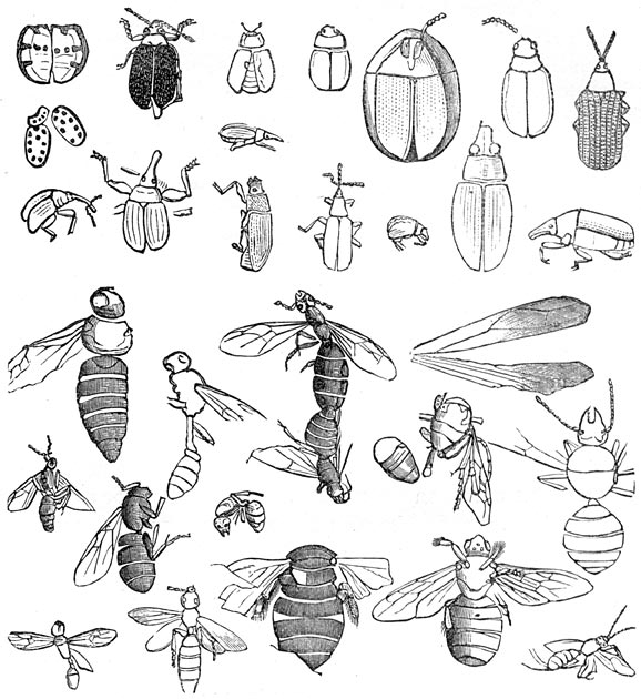 Fig. 290. Insecten der miocene periode, in fossielen toestand gevonden.