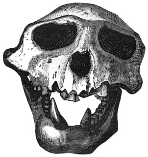 Fig. 293. Schedel van eenen mesopithecus der miocene periode.