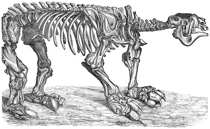 Fig. 297. Fossiel geraamte van het megatherium.