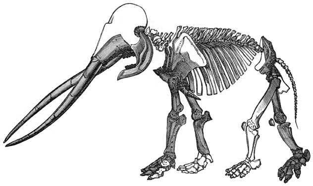 Fig. 301. Fossiel geraamte van den masthodon uit het Museüm te Parijs.