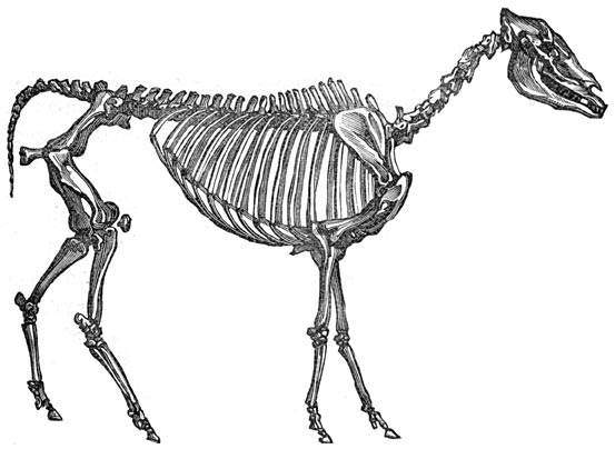 Fig. 303. Fossiel geraamte van een hipparion. (1/20 der nat. gr.)