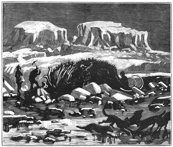 Fig. 305. Mammouth, met vleesch en huid in het ijs van Siberië gevonden.