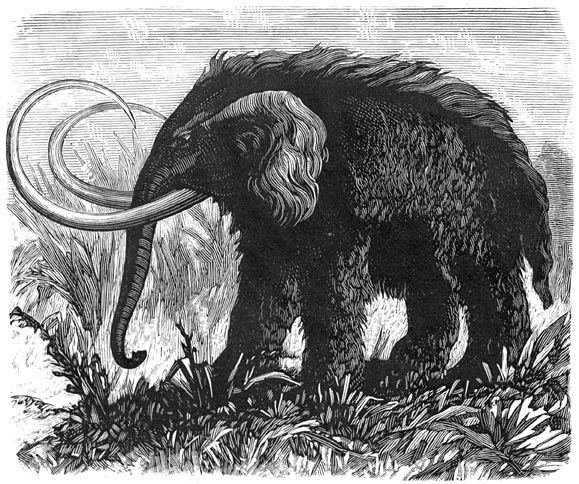 Fig. 307. De mammouth, elephas primigenius.