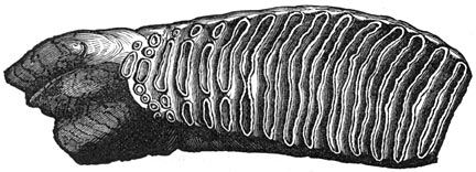 Fig. 310. Kies van den mammouth (⅓ der nat. gr.).