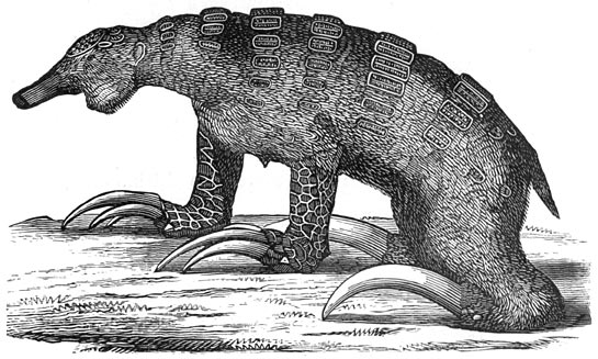 Fig. 311. De megalonyx, tandeloos zoogdier der quaternaire periode van het Amerikaansche vasteland.