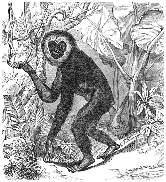 Fig. 318. De gibbon.