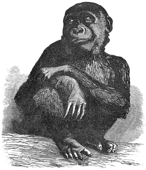 Fig. 321. De gorilla uit het museüm van Parijs, ééne maand vóór zijnen dood.