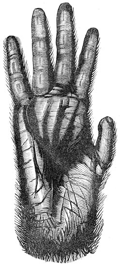 Fig. 322. Hand van eenen gorilla.