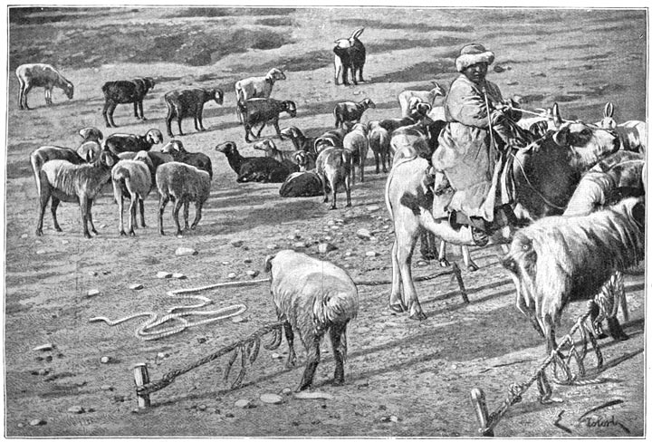 Kirghizenherder met zijne kudde.