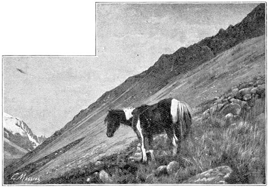 Kirghizen-paard, rustend op de helling van den Kaënde-top.