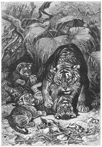 Tijger (Felis tigris).