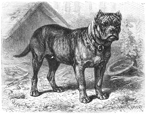 Bullenbijter (Canis familiaris molossus hibernicus). ⅛ v. d. ware grootte.