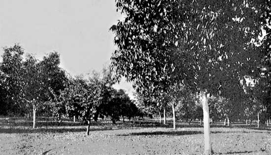 An Oregon Walnut Grove