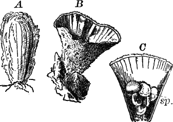 Fig. 50.