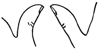 Fig. 2.—THE SUPPLE-JOINTED THUMB. Fig. 3.—THE FIRM-JOINTED THUMB. 