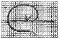 FIG. 303. TWO-SIDED ITALIAN STITCH. RETURN JOURNEY, WHICH COMPLETES THE CROSS STITCH.