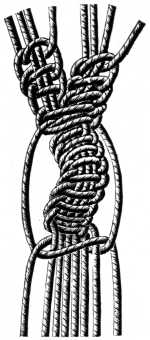 FIG. 591. LARGE SHELL KNOT, OPEN.