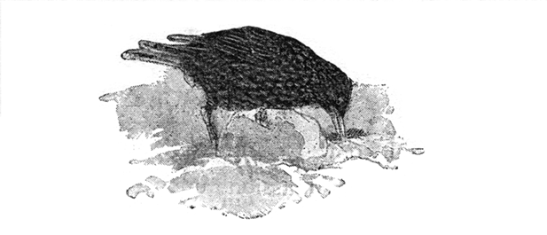 STARLING IN SEARCH OF FOOD