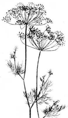 Dill, of Pickle Fame