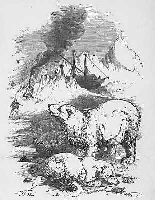 THE BEAR AND HER CUBS i002