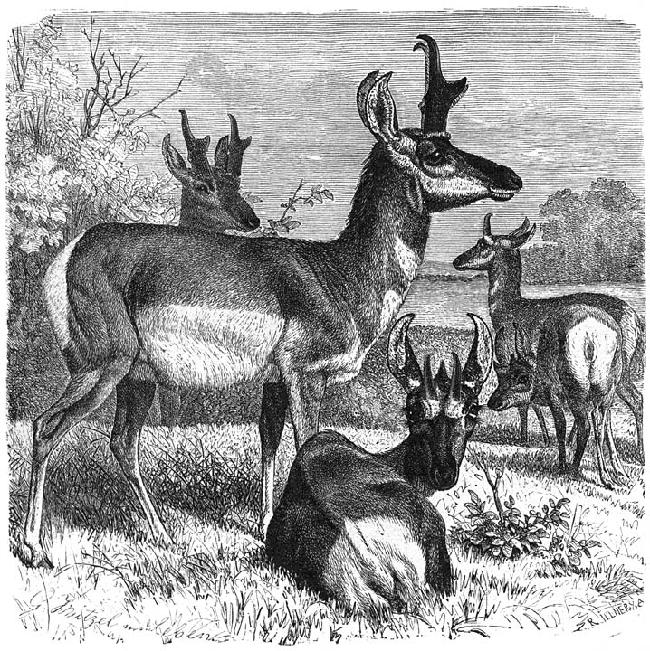 Gaffelbok (Antilocapra americana). 1/12 v. d. ware grootte