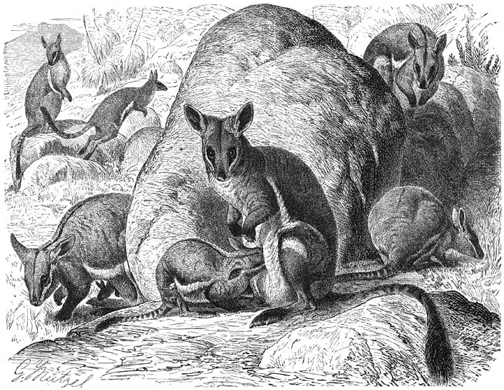 Geelvoetkangoeroe (Petrogale xanthopus). 1/10 v. d. ware grootte.