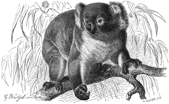 Koala (Phascolarctus cinereus). 1/6 v. d. ware grootte.