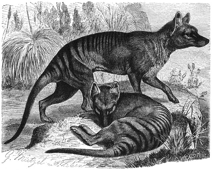 Buidelwolf (Thylacinus cynocephalus). 1/10 v. d. ware grootte.